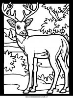 disegni_animali/bosco/color-deer2.JPG