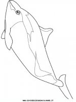 disegni_animali/delfino/delfino_delfini_25.JPG