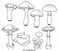 disegni_quattro_stagioni/autunno/funghi49650.JPG