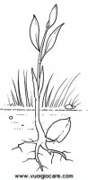 disegni_scienze/ciclo_pianta/cicloPianta4.JPG