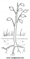 disegni_scienze/ciclo_pianta/cicloPianta5.JPG